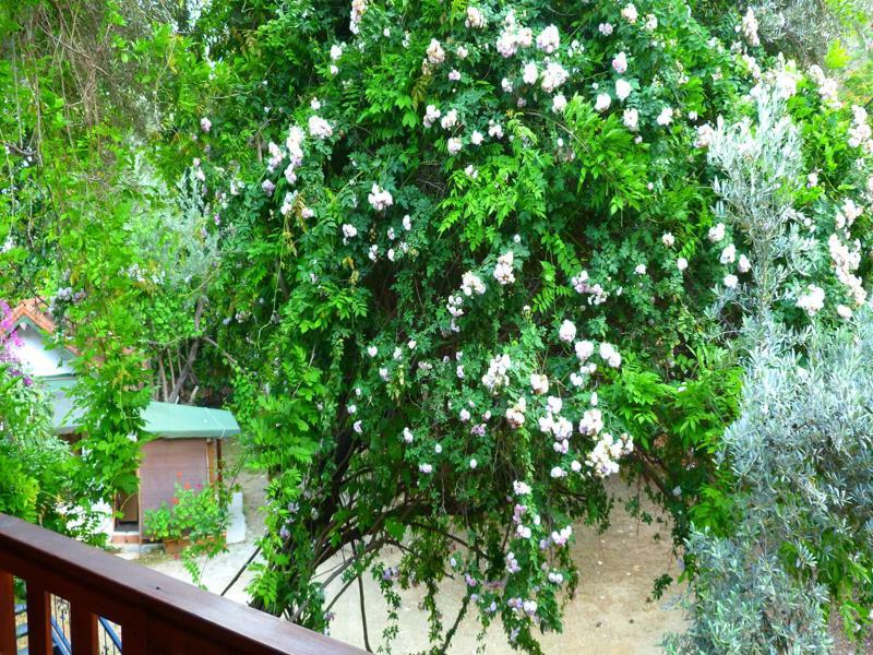 Cirali Simge Holiday Houses Exterior photo